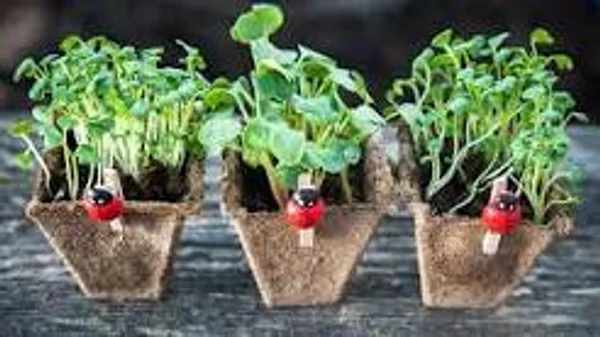 Planting seeds activity
